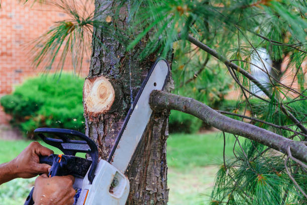 Trusted Marvin, NC Tree Removal and Landscaping Services Experts